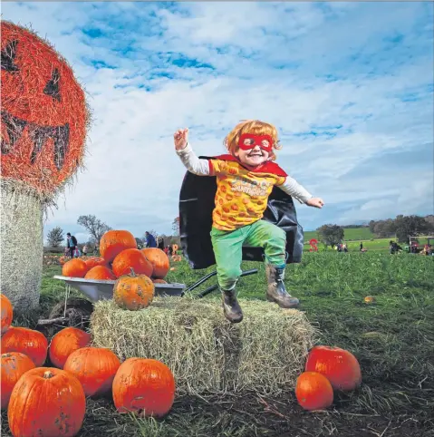  ?? Picture ?? Super Pumpkin, aka Archie Robin Rae, aged 3, having a great time picking pumpkins at Arnprior Farm, near KippenAndr­ew Cawley
