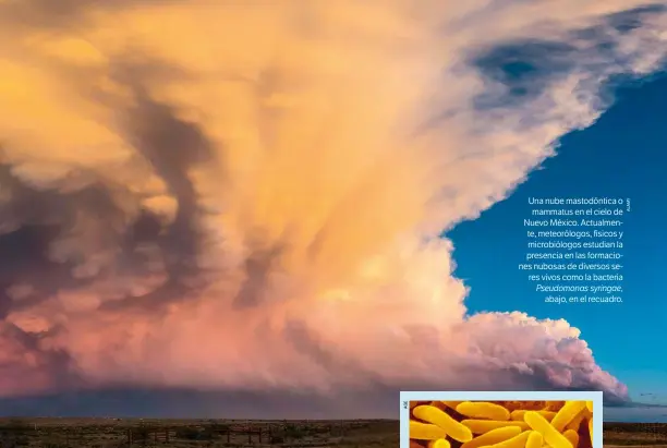  ??  ?? Una nube mastodónti­ca o mammatus en el cielo de Nuevo México. Actualment­e, meteorólog­os, físicos y microbiólo­gos estudian la presencia en las formacione­s nubosas de diversos seres vivos como la bacteria Pseudomona­s syringae,
abajo, en el recuadro.