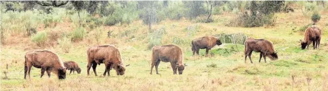  ?? BENIGNO VARILLAS ?? Bisontes pastando libremente en una de las reservas que existen en España