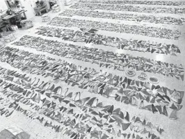  ?? AP ?? In this Jan. 29 photo made available by the U.S. Fish and Wildlife Service, confiscate­d shark fins are displayed at the Port of Miami. Officials estimate the total commercial value of 18 boxes of fins to be between $700,000 and $1 million.