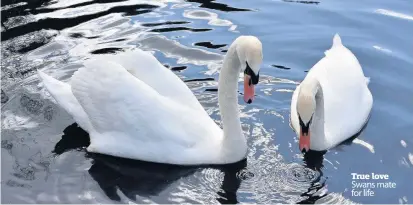  ??  ?? True love Swans mate for life