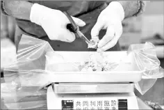  ??  ?? An inspector cuts crab meat on scale to weigh for radiation level testing at a lab attached to fish market at port of Onahama.