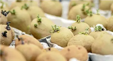  ?? BARBARA SMITH/GET GROWING ?? Chitting seed potatoes in an egg carton.