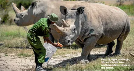  ?? AP ?? Fatu, 19, right, and Najin, 30, are the last two northern white rhinos on the planet.