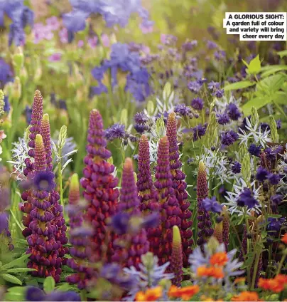  ??  ?? A GLORIOUS SIGHT: A garden full of colour and variety will bring cheer every day