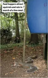 ?? ?? Feed hoppers attract squirrels and rats in search of a free meal