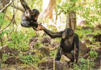  ?? Foto: Mark MacEwen, WDR, BBC, dpa ?? „Revolte der Schimpanse­n“ist der erste von fünf Teilen der Naturdoku-Reihe „Wilde Dynastien“, die an diesem Montag um 20.15 Uhr in der ARD startet.