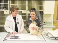  ?? H John Voorhees III / Hearst Connecticu­t Media ?? Dr. Barbara Fanning, owner of the Cat Clinic in Danbury, with veterinary assistant Kathryn Mitchell and Lilly, a patient, last week.