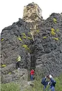  ?? Foto: Heinz Strohbach ?? Gelb leuchtet das Bergsteink­raut auf dem dunklen Basalt.