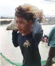  ??  ?? The bangus are caught in nets. They are then transferre­d to sacks, which are passed along a chain of farmhands until they get to land.