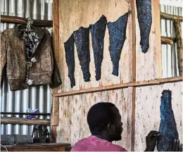  ??  ?? Work in progress: An employee straighten­ing out tanned fish pelts at the Alisam Product Developmen­t facility. — AFP