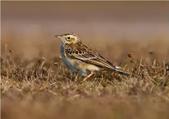  ?? ?? EIGHT: First-winter Richard’s Pipit (St Mary’s airport, Scilly, 23 October 2003). First-winters and adults of both Richard’s and Blyth’s Pipits are very similar, best distinguis­hed by the pattern of the median coverts. Adults show an orangey-buff feather with a diffusely defined triangular dark centre, while first-winters retain juvenile feathers which are more extensivel­y dark with a crisp and well-defined white fringe. Almost all the median coverts of this Richard’s Pipit are of the juvenile type, thereby ageing the bird as a first-winter, but note the single newly moulted orange-fringed adult median covert towards the leading edge of the wing.