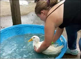  ??  ?? Chelsea Hood, 15, used a spigot and kiddie pool to wash her overall grand champion duck Waddles before the junior fair auction during the 2021Lorain County Fair. Chelsea Hood and her sister, Paige Hood, 12, are from LaGrange.