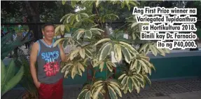  ??  ?? Ang First Prize winner na Variegated Tupidanthu­s sa Hortikultu­ra 2018. Binili kay Dr. Farnacio ito ng P40,000.