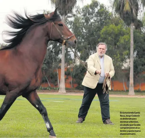  ?? MIGUEL BELLIDO ?? En la hacienda Santa Rosa, Jorge Coderch se distiende para dominar a Hermes, el caballo que ha sido campeón joven al cabestro y que le marca el paso peruano.