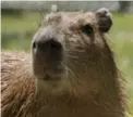  ?? KEITH BEATY/TORONTO STAR ?? It took the city 36 days to capture this capybara and his accomplice after their escape from the High Park Zoo.