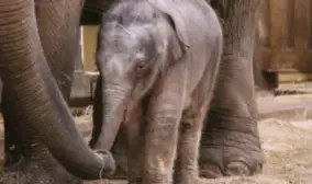  ?? FOTO KRIS LAMON ?? Baby Suki, of wordt het toch nog een andere naam?