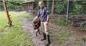  ?? 20MIN/SIMON GLAUSER ?? Die Tiere des Kinderzoos müssen ihre Gehege verlassen.