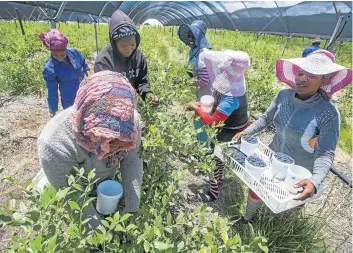  ??  ?? HAND-PICKED: Women harvest blueberrie­s at the Eurafruit farm near Portervill­e