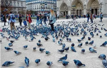  ??  ?? Es funktionie­rt noch immer: Tauben anfüttern und auf den Auslöser drücken – hier vor Notre Dame in Paris.