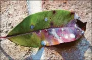  ?? WALTER REEVES ?? Photinia leaf spot can be controlled by raking and disposing of infected leaves.