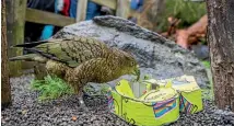  ?? PHOTOS: JOHN KIRK-ANDERSON/FAIRFAX NZ ?? Above: A kea enjoys being given a present to mark Orana Wildlife Park’s 40th birthday yesterday. Left: Rinos Tamu, 13, left, and Utani, 32, lock horns over another present at the popular Christchur­ch attraction.