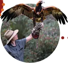  ??  ?? THIS PAGE FROM TOP LEFT: A 4WD is the best way to travel across Flinders Ranges; a yellow-footed rock wallaby; and birds of prey, including wedge-tail eagles, call Flinders Ranges home