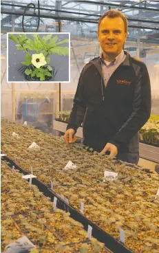  ??  ?? Dr. Viliam Zvalo, a research scientist at Vineland Research and Innovation Centre, with some seedlings he’s experiment­ing with in looking at growing okra crops in Canada.