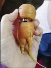  ??  ?? In an undated photo provided by Iva Harberg, Mary Grams, 84, holds a carrot that grew through her engagement ring in Alberta, Canada.