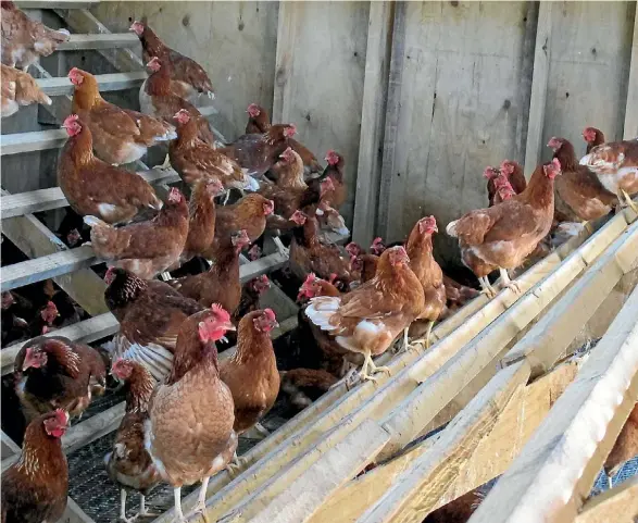  ??  ?? Free range hens get ready for roosting and egg laying. Animal Agenda Aotearoa shows party views on animal welfare.