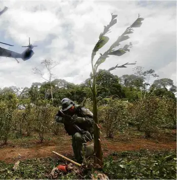  ?? Fernando Vergara - 18.abr.18/Associated Press ?? Policial corta pés de folha de coca em Tumaco, no sudoeste da Colômbia