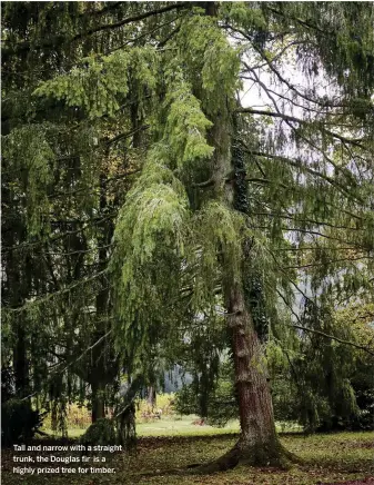  ??  ?? Tall and narrow with a straight trunk, the Douglas fir is a highly prized tree for timber.