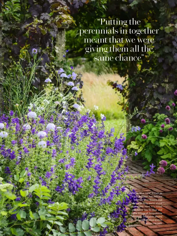  ??  ?? Didiscus ‘Blue Lace’, known as the lace flower, has delicate lavender-blue flowers that dance on long stems above other plants. Here, it is mixed with Salvia ‘Say So Blue’ and the foliage of Sanguisorb­a menziesii. Drumstick alliums (A. sphaerocep­halon)...