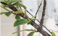  ?? Brandi Keller/Contributo­r ?? Topping crape myrtles may result in bark scale.