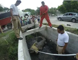  ?? JOSÉ LUIS TAPIA ?? Los bomberos no podían sacar al pesado animal del canal.