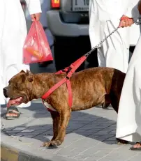 ?? — File photo used for illustrati­ve purpose ?? Older, bigger dogs were found shunned to the back at pet markets that Khaleej Times visited.