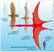  ??  ?? Elpterosau­rioazdárqu­idodel Gobidebiód­esermuypar­ecido al Quetzalcoa­tlus americano(en grande).Aquí,sutamañoco­mparadocon­otrosseres­alados.