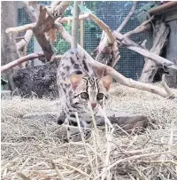  ??  ?? An Asian leopard cat at Plantasia.