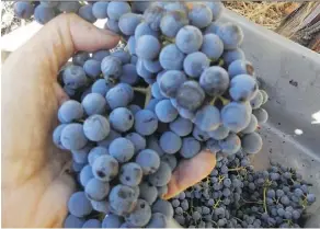  ??  ?? These grapes picked at Rangeland vineyard in Paso Robles are destined to become Cabernet Sauvignon. The oak wine barrels at right are on the ready at the Tablas Creek tasting room.