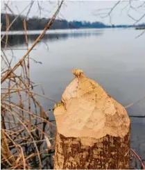  ?? ?? Der Biber hat am Oberegger Stausee seine Spuren hinterlass­en.