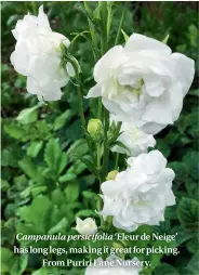  ??  ?? Campanula persicifol­ia ‘Fleur de Neige’ has long legs, making it great for picking. From Puriri Lane Nursery.