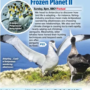  ?? ?? Adapting… A pair of Antipodean wandering albatrosse­s