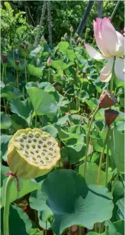  ??  ?? The lotus Nelumbo nucifera planted on Allerton Garden’s perimeter, near a lagoon where parts of the sitcom Gilligan’s Island were shot.