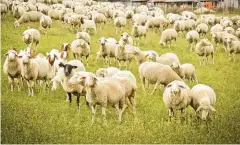  ??  ?? 550 Tiere gehören zur Herde in Körner.