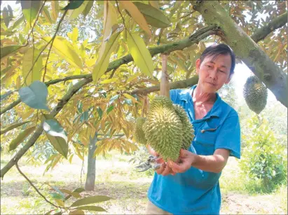  ?? ?? Xã viên Hợp tác xã sầu riêng Long Phú chăm sóc vườn sầu riêng.