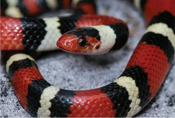  ??  ?? A conservati­on ethic of not harming snakes is needed for all snakes, especially the scarlet kingsnake, which suffers from its mistaken identity with the coral snake.