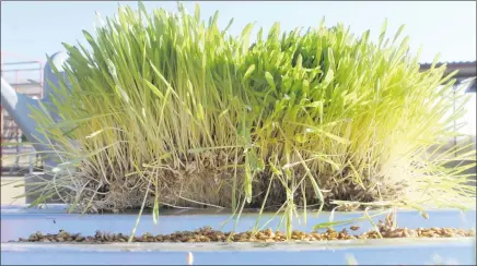  ??  ?? Ready... Fully developed fodder produced through hydroponic­s