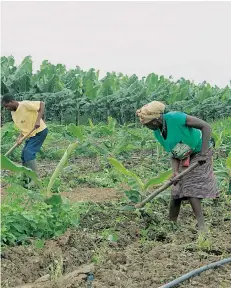  ?? NICOLAU VASCOO | EDIÇÕES NOVEMBRO | MENONGUE ?? Condições do terreno facilitam o desenvolvi­mento da agricultur­a