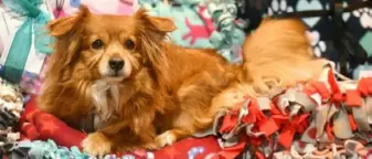  ?? Nate Guidry/Post-Gazette ?? Buttons, a 5-year-old Pomeranian cocker spaniel, sits on blankets created for sick pets in the Irwin home of dog trainer Penny Layne, who started a group that makes them.