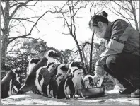  ?? ZHANG JIANSONG / XINHUA ?? Clockwise from top left: A keeper feeds penguins at Shanghai Zoo.